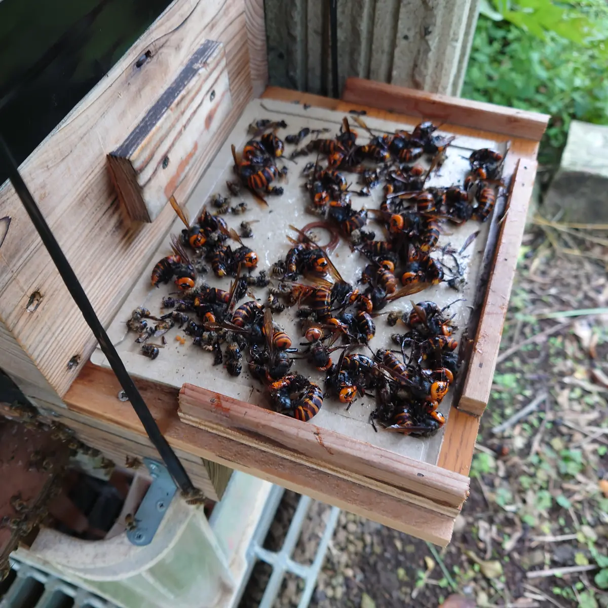 日本みつばちの様子🐝｜園芸日記byいけの恋｜みんなの趣味の園芸｜1378029