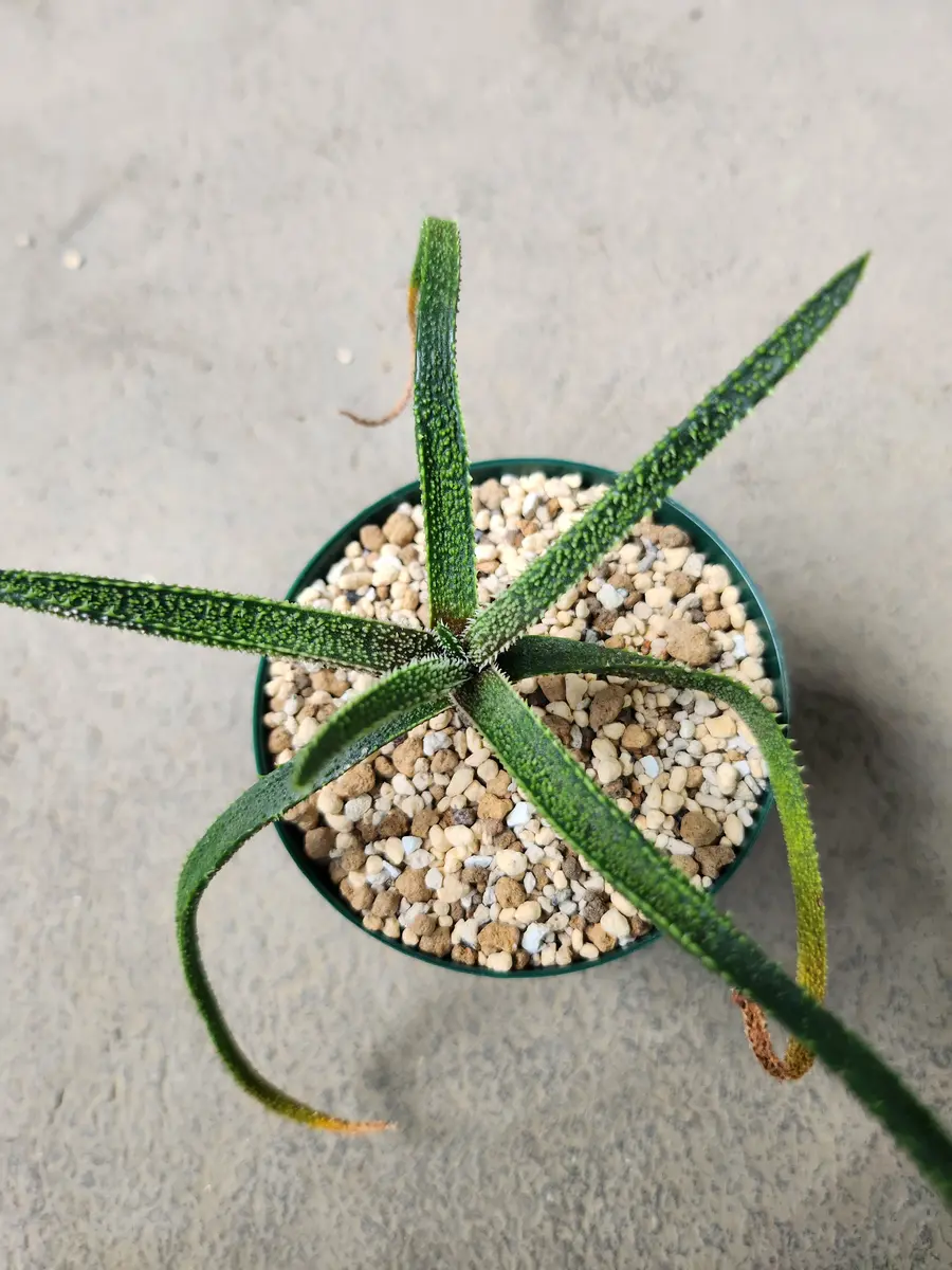 aloe small Shop Succulents | Haworthia Collection