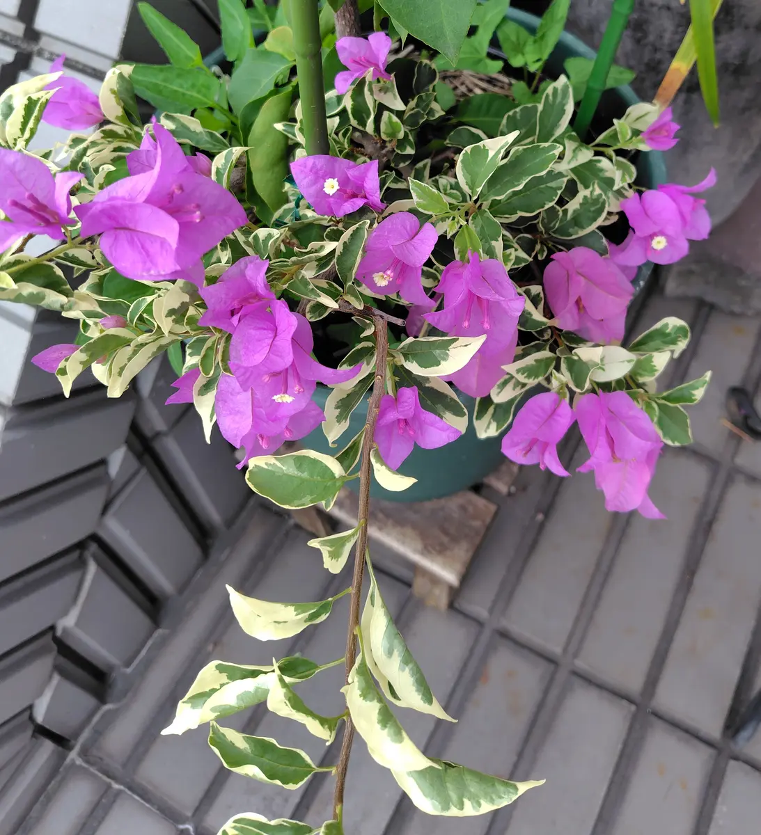 ブ－ゲンビレア 斑入 斑入りブーゲンビリア | かぎけん花図鑑