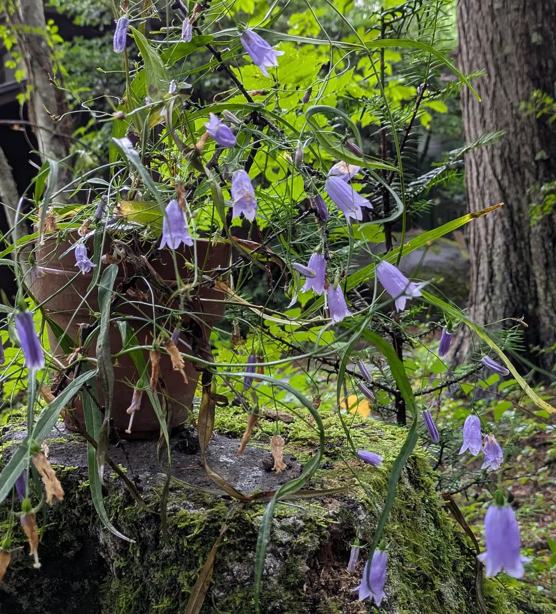 理想の花姿＝適地かも キイジョウロ/コハクホトトギス、イワシャジン