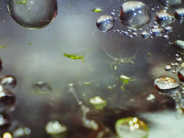 ヒカゲノカズラを胞子から育てる（シダ植物）｜園芸日記byメギツネ