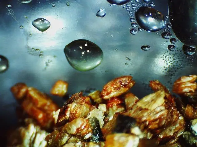 ヒカゲノカズラを胞子から育てる（シダ植物）｜園芸日記byメギツネ