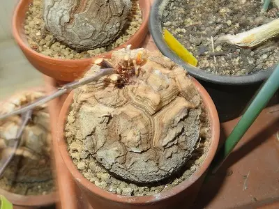 原種シクラメン・グラエカム・・花芽がいっぱい付きました・・｜園芸