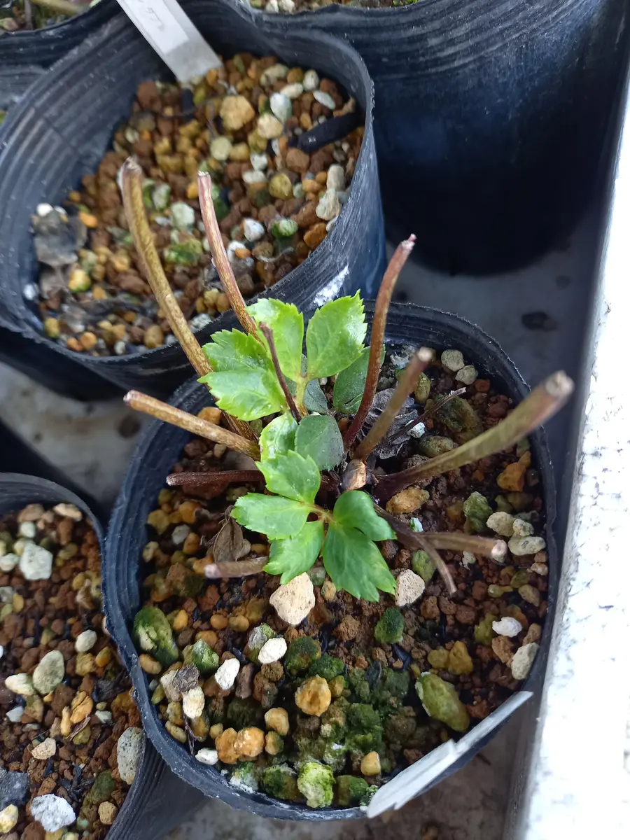 今日のクリスマスローズです｜園芸日記byyonemura｜みんなの趣味の園芸