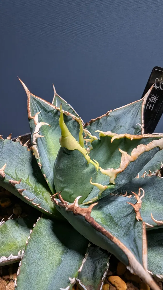 アガベ海王の2ヶ月｜園芸日記byyos3104｜みんなの趣味の園芸｜1379838