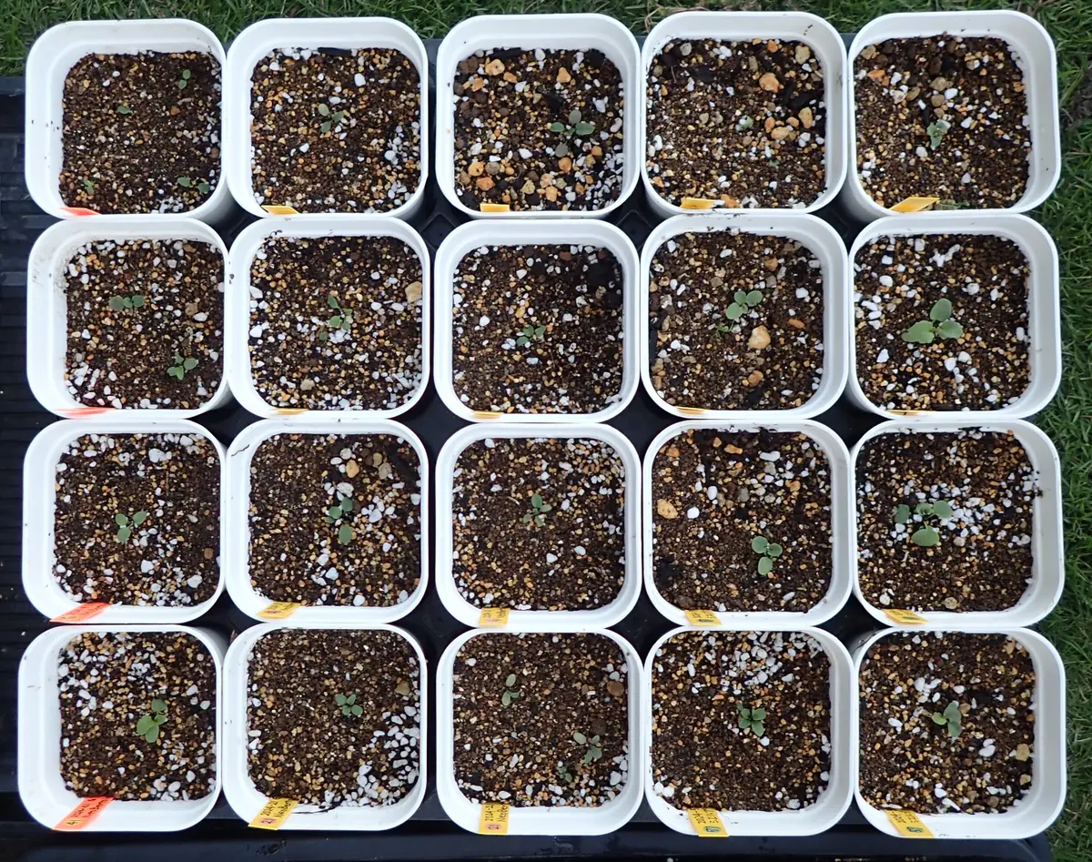 希少 ビオラ【すみれ図鑑】1ポット 希少 ビオラ すみれ図鑑 2ポット