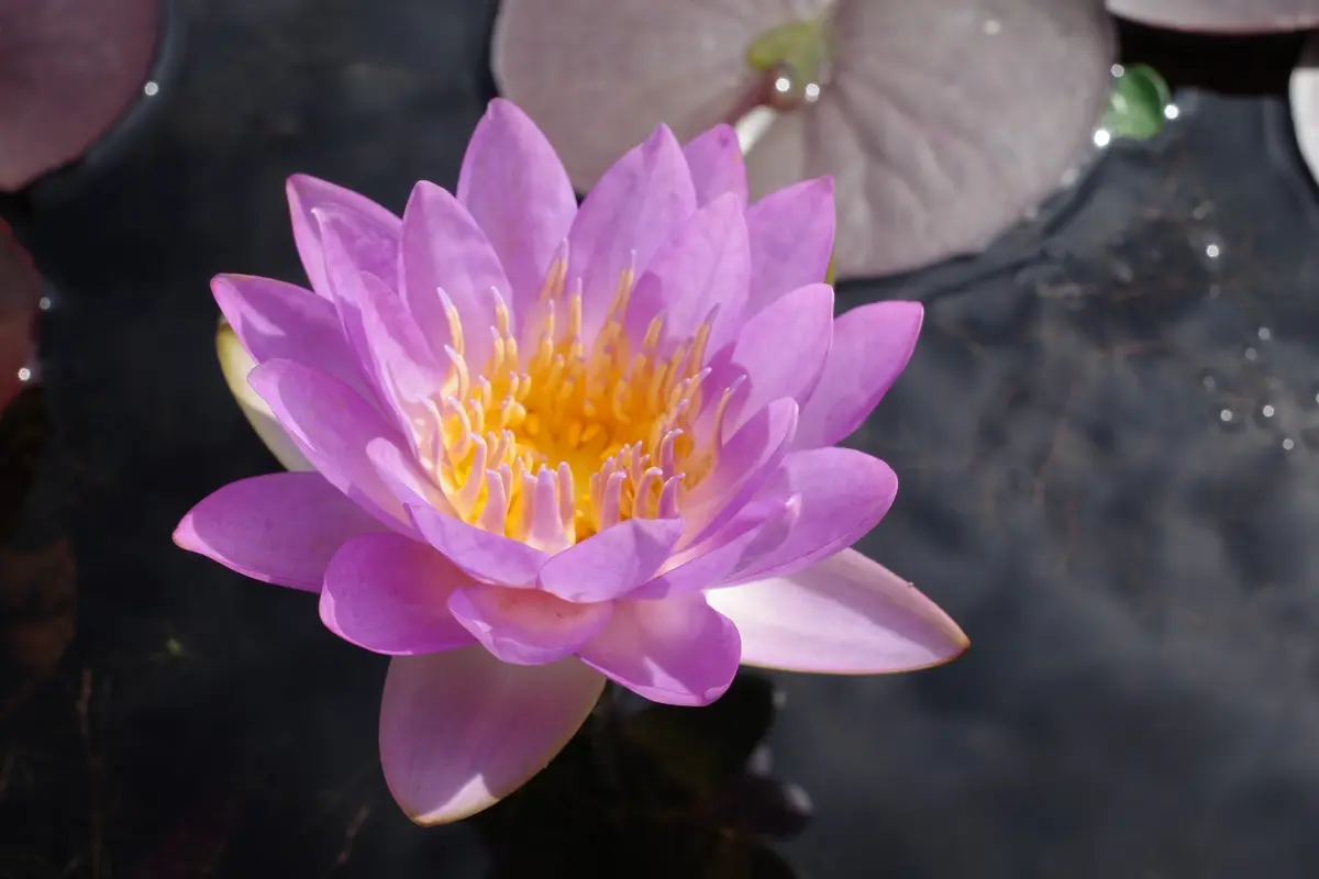 スイレンの日記一覧|reosakuさんの園芸日記-みんなの趣味の園芸