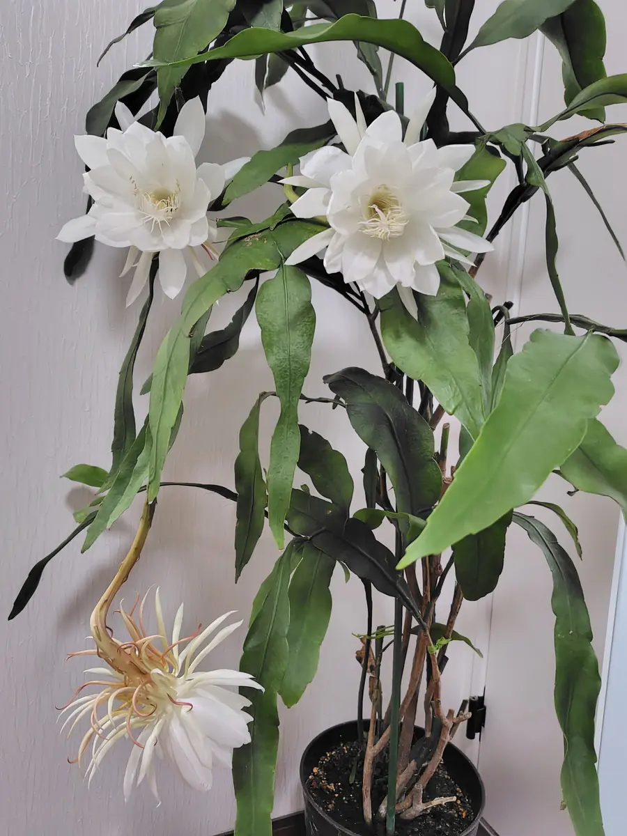 【開花株 10年物の大株】月下美人 月下美人 大株 【開花株 10年物の大株】月下美人 9/13つぼみ3個