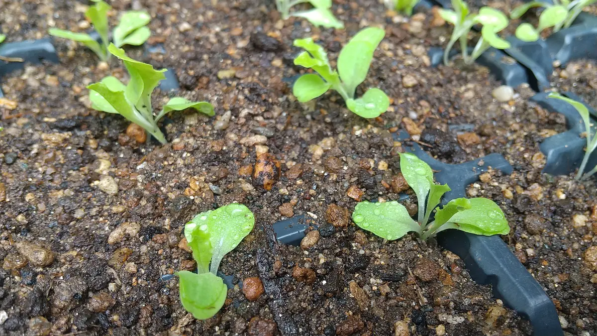 🥬レタス🥬育苗中｜園芸日記byこうちゃんのパパ｜みんなの趣味の園芸