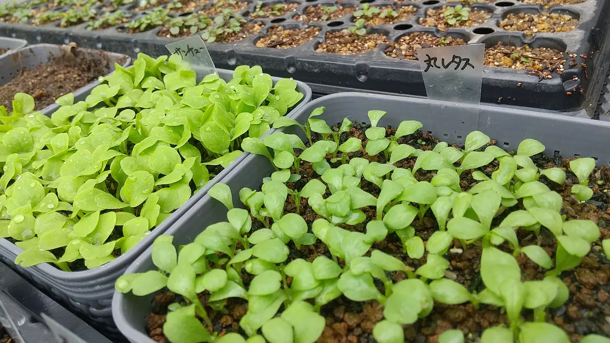 🥬レタス🥬育苗中｜園芸日記byこうちゃんのパパ｜みんなの趣味の園芸