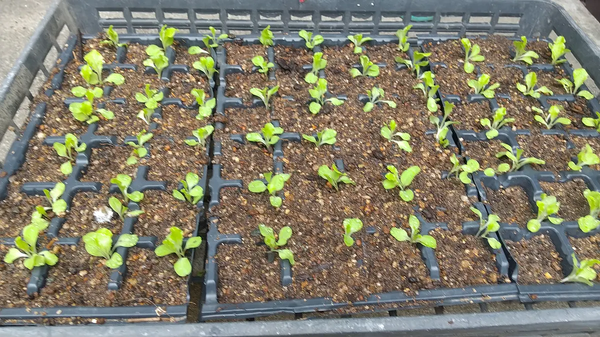 🥬レタス🥬育苗中｜園芸日記byこうちゃんのパパ｜みんなの趣味の園芸
