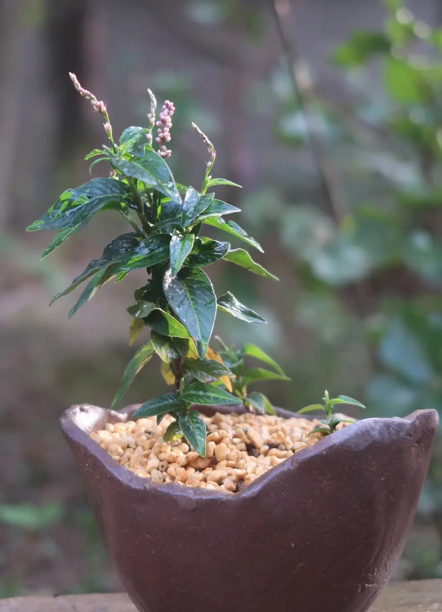 藍蓼を手作り鉢に植えてみた｜園芸日記bykusaokina｜みんなの趣味の