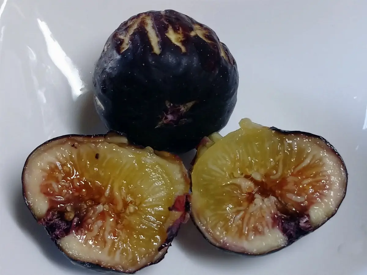 🍐イチジク【LSUパープル】｜園芸日記bymtaka｜みんなの趣味の園芸