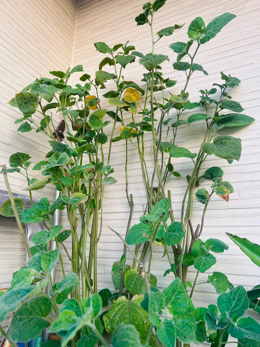 食用ほおずきまた来年🎵｜園芸日記bymasaさん｜みんなの趣味の園芸