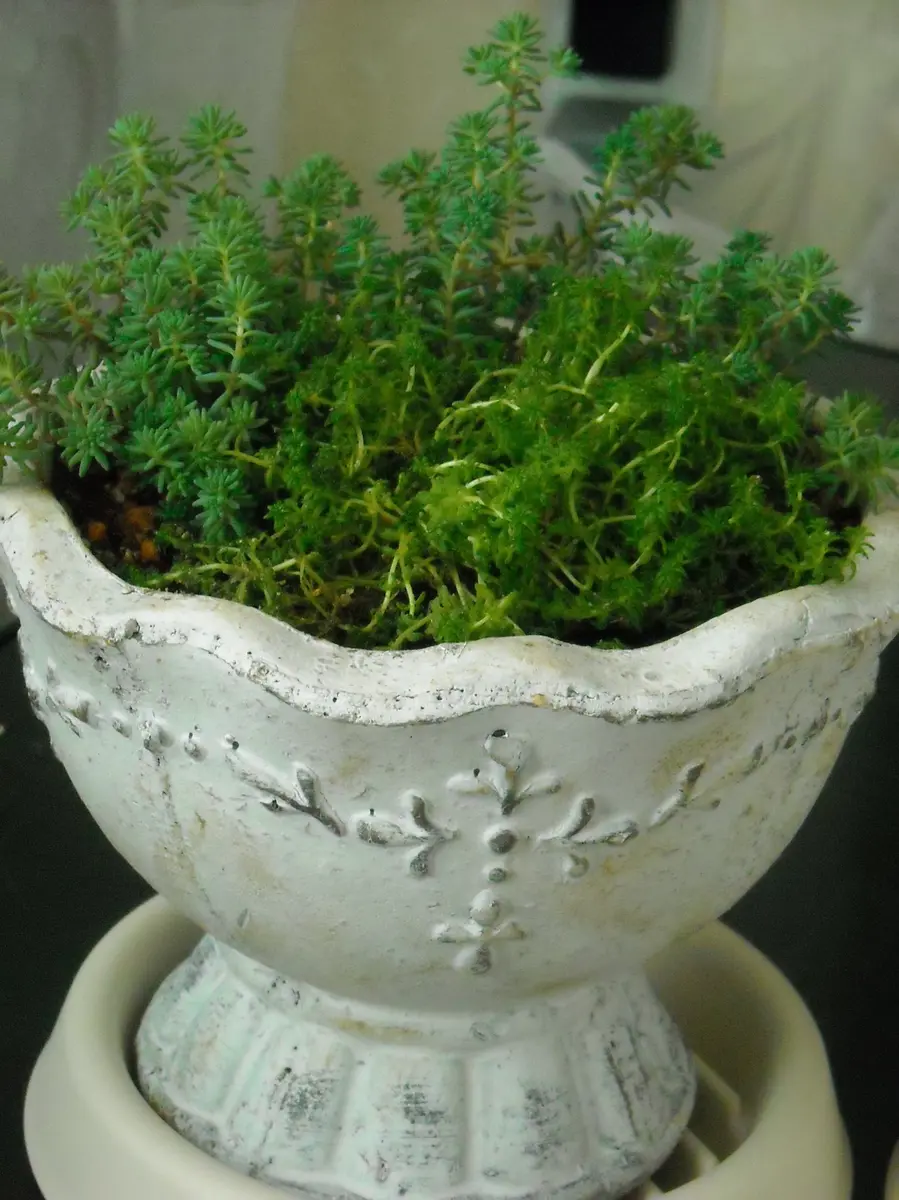 植え直しセダムと、新しセダム｜園芸日記byサクシュコトニ｜みんなの