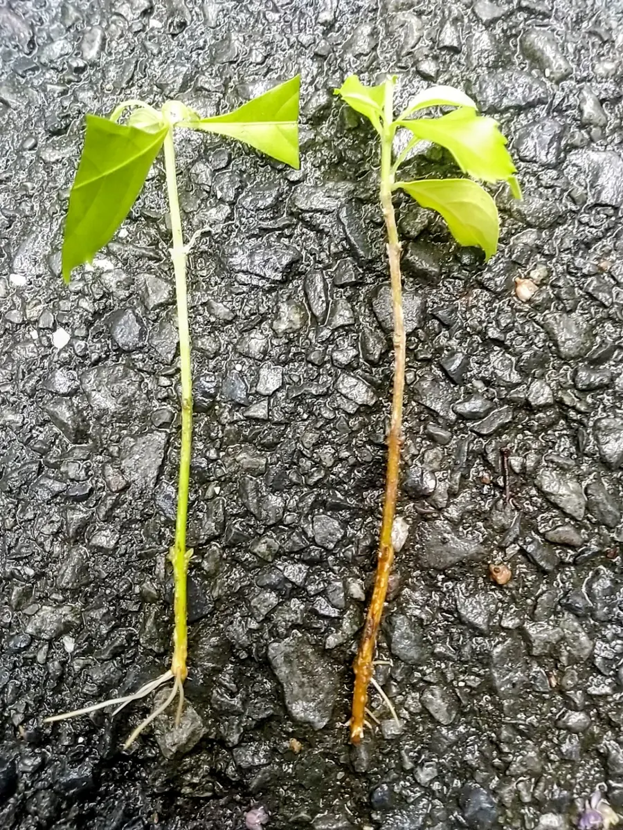 デュランタ宝塚挿し木と水差し発根ともに成功｜園芸日記byTokio🌺Bloem