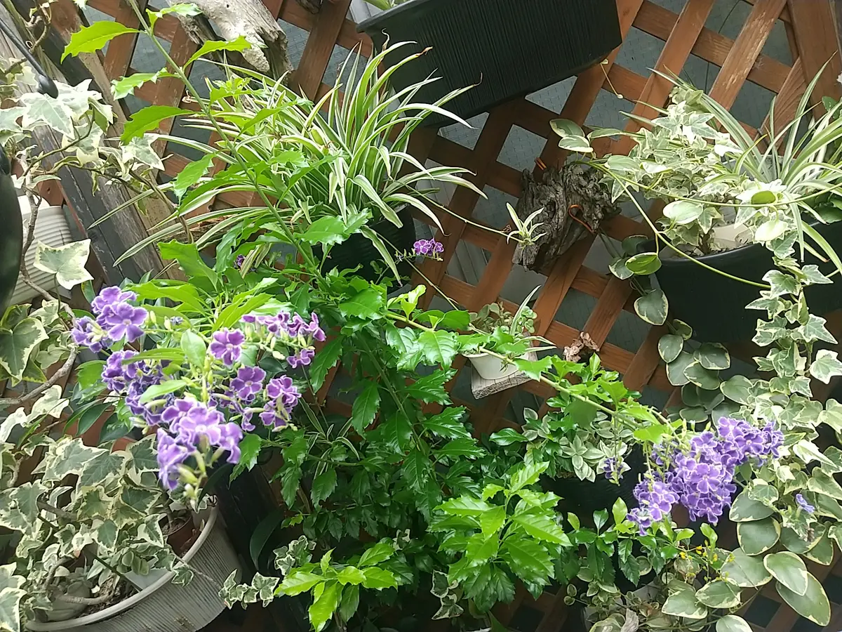 デュランタ宝塚挿し木と水差し発根ともに成功〔写真3枚目〕-Tokio