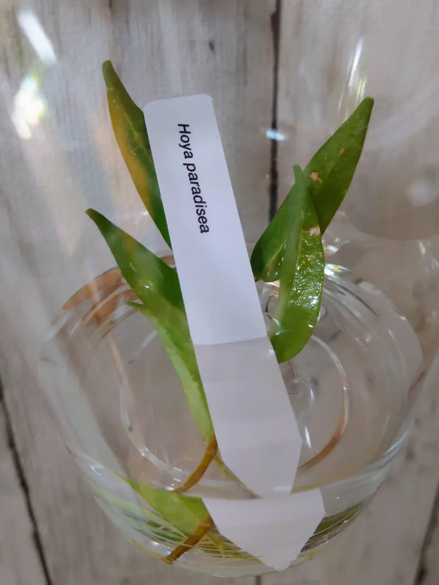 ホヤ・パラディセアさん、ようこそ！｜園芸日記byPlantskafka