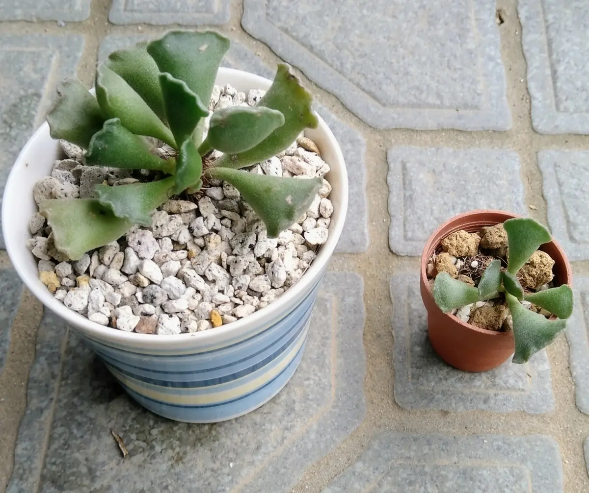 多肉さん近況報告😄🌿🌵📋｜園芸日記byディーバ｜みんなの趣味の園芸