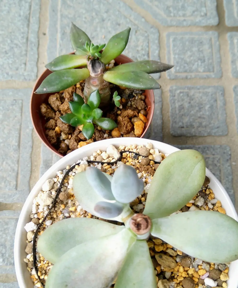 多肉さん近況報告😄🌿🌵📋｜園芸日記byディーバ｜みんなの趣味の園芸
