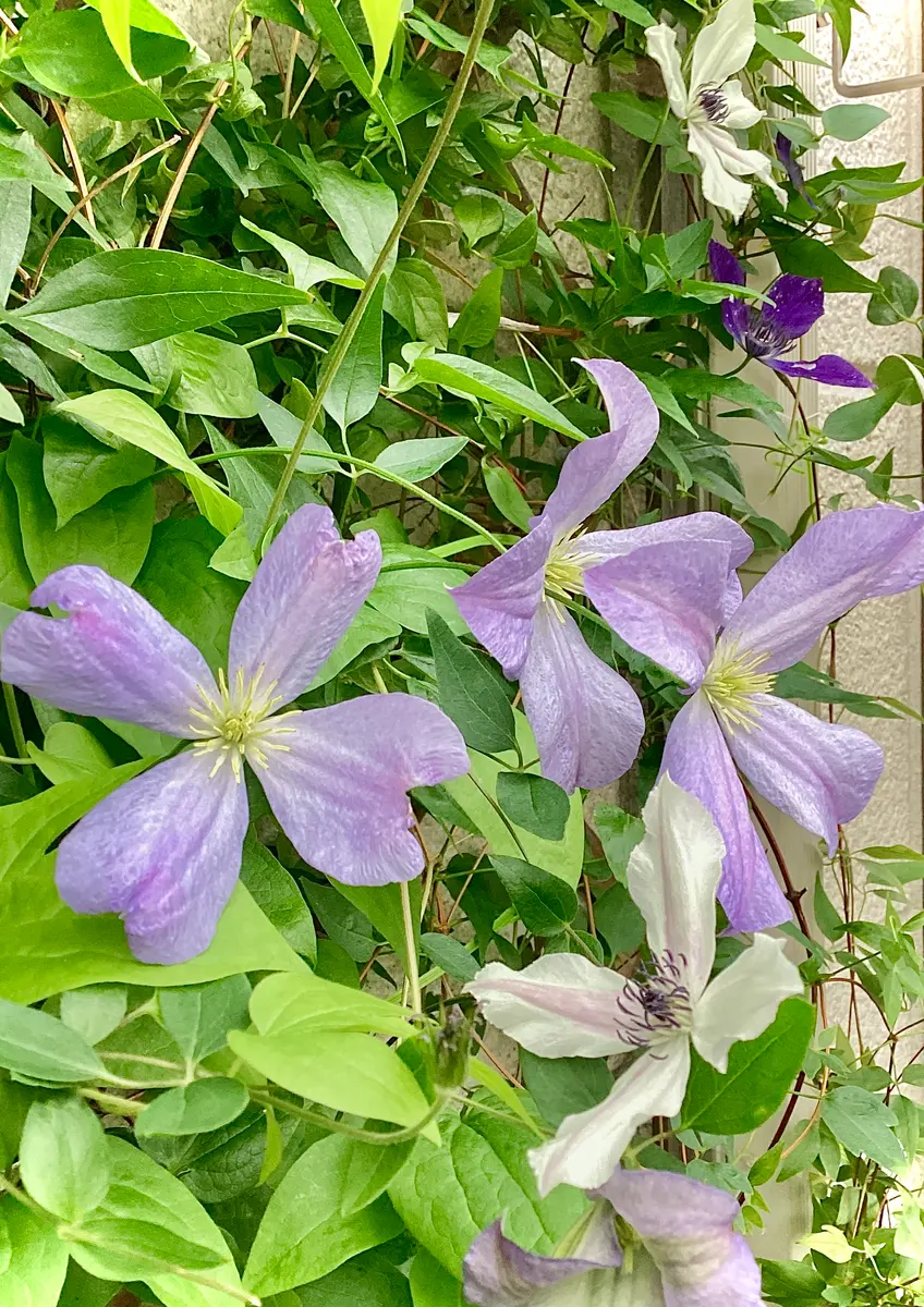 yukizenさんのマイページ-みんなの趣味の園芸