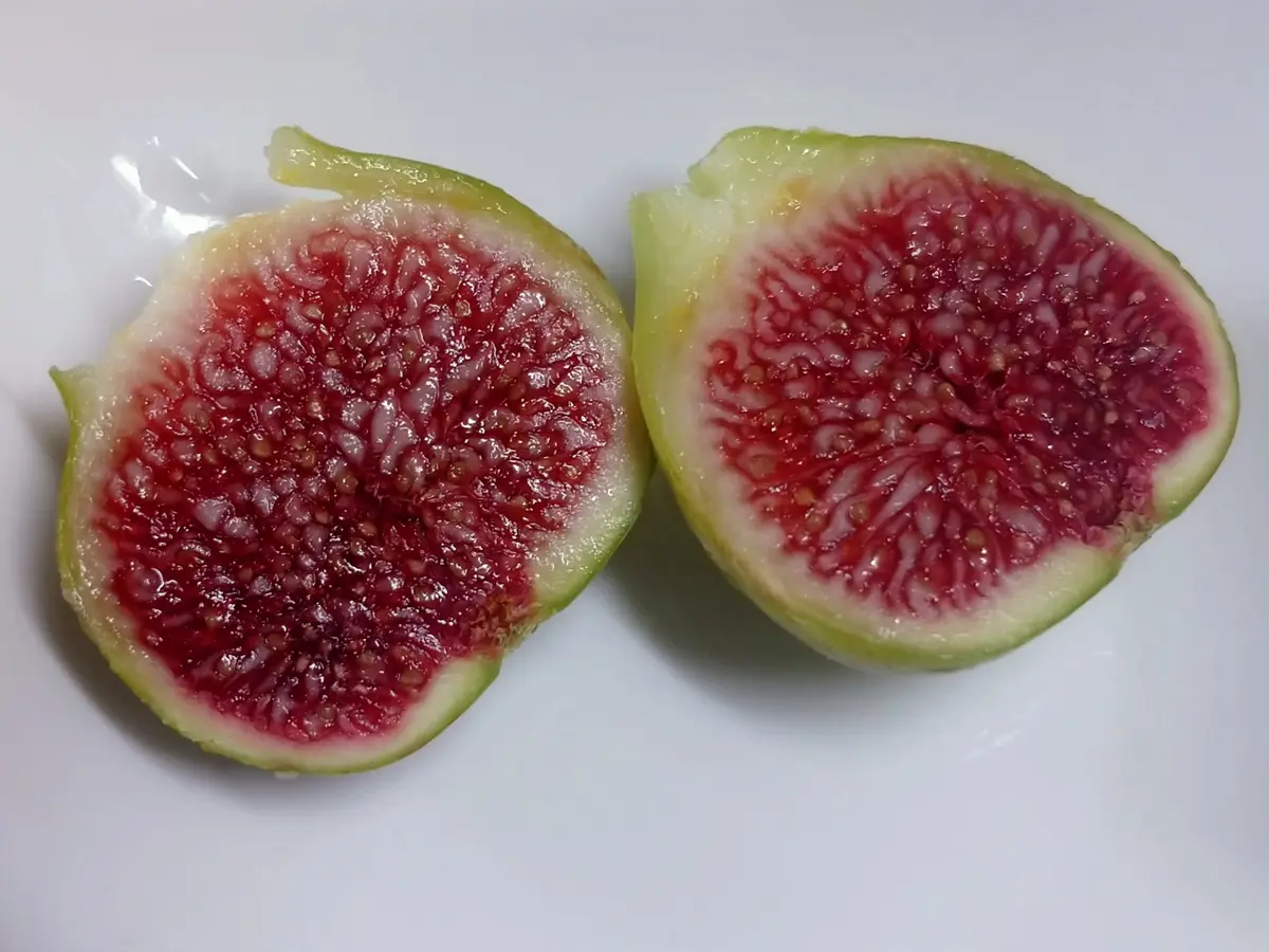 kinya　LSUシャンパーニュ アルマjp ラズベリーラテ3年生 🍐イチジク【LSUシャンパーニュ?】｜園芸日記bymtaka｜みんなの趣味の