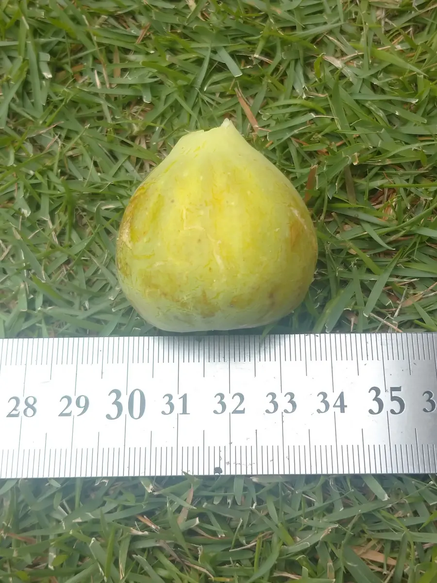 🍐イチジク【LSUシャンパーニュ?】｜園芸日記bymtaka｜みんなの趣味の