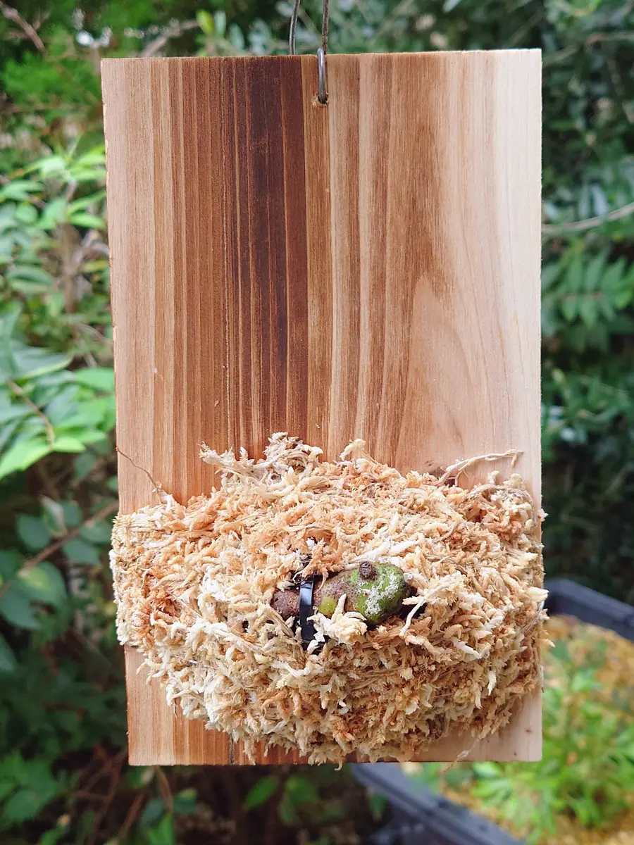 ドリナリア・リギデュラ・ホワイティさん、株分け&板付！｜園芸