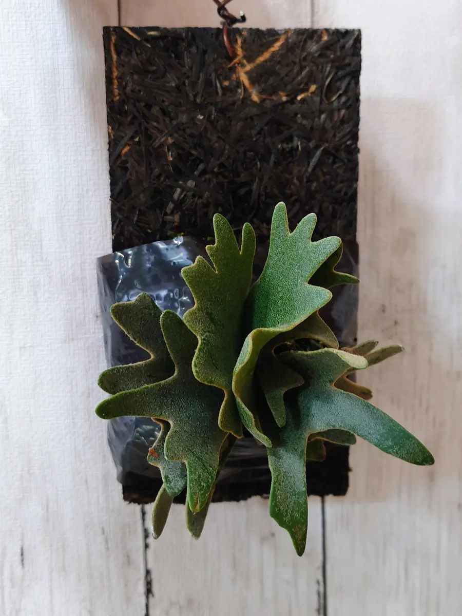 初の貯水葉ターンに入った、ビカクシダ・ウィリンキー・Nanoスポアさん