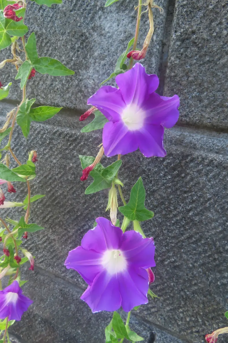 桔梗ページ やまとえにし10個詰合わせ(花道明寺・葛あかね・葛小倉・葛抹茶)