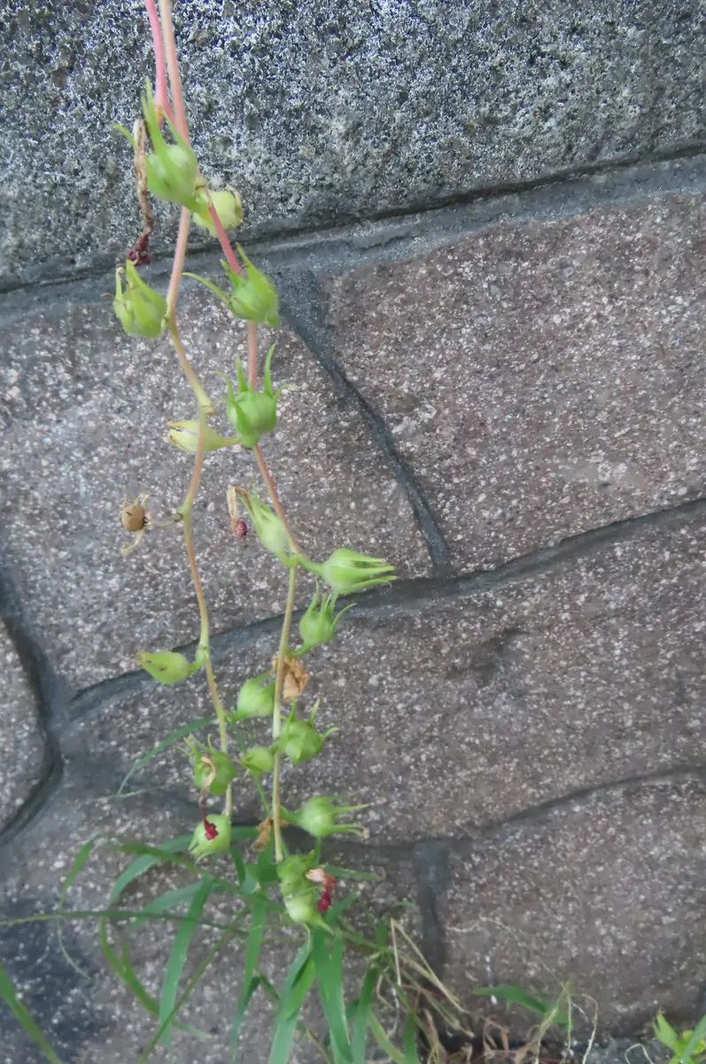 桔梗 907桔梗渦葉枝垂淡紅紫糸覆輪桔梗咲｜園芸日記by菊一｜みんなの