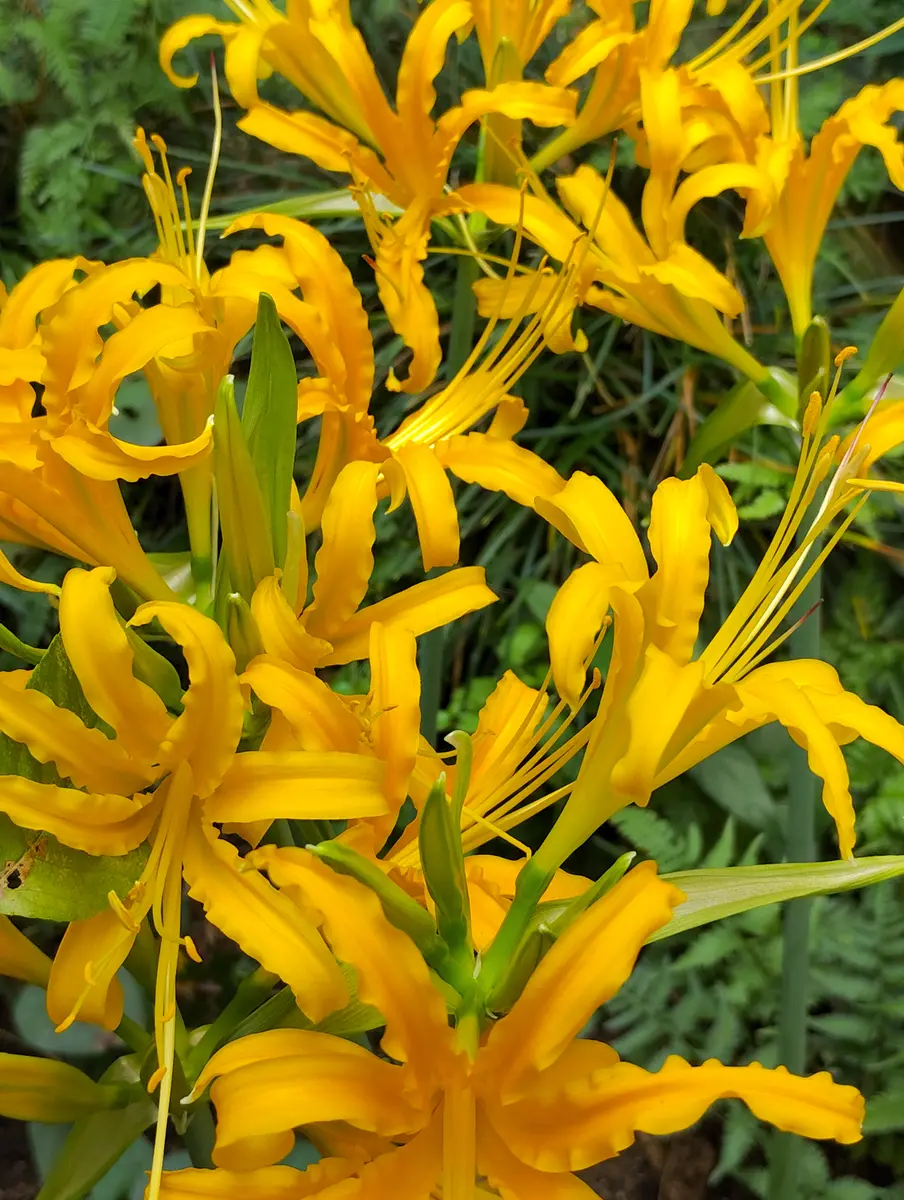 リコリス オーレア 特大級2球 直径約6.5〜7.5 リコリス オーレア 特大