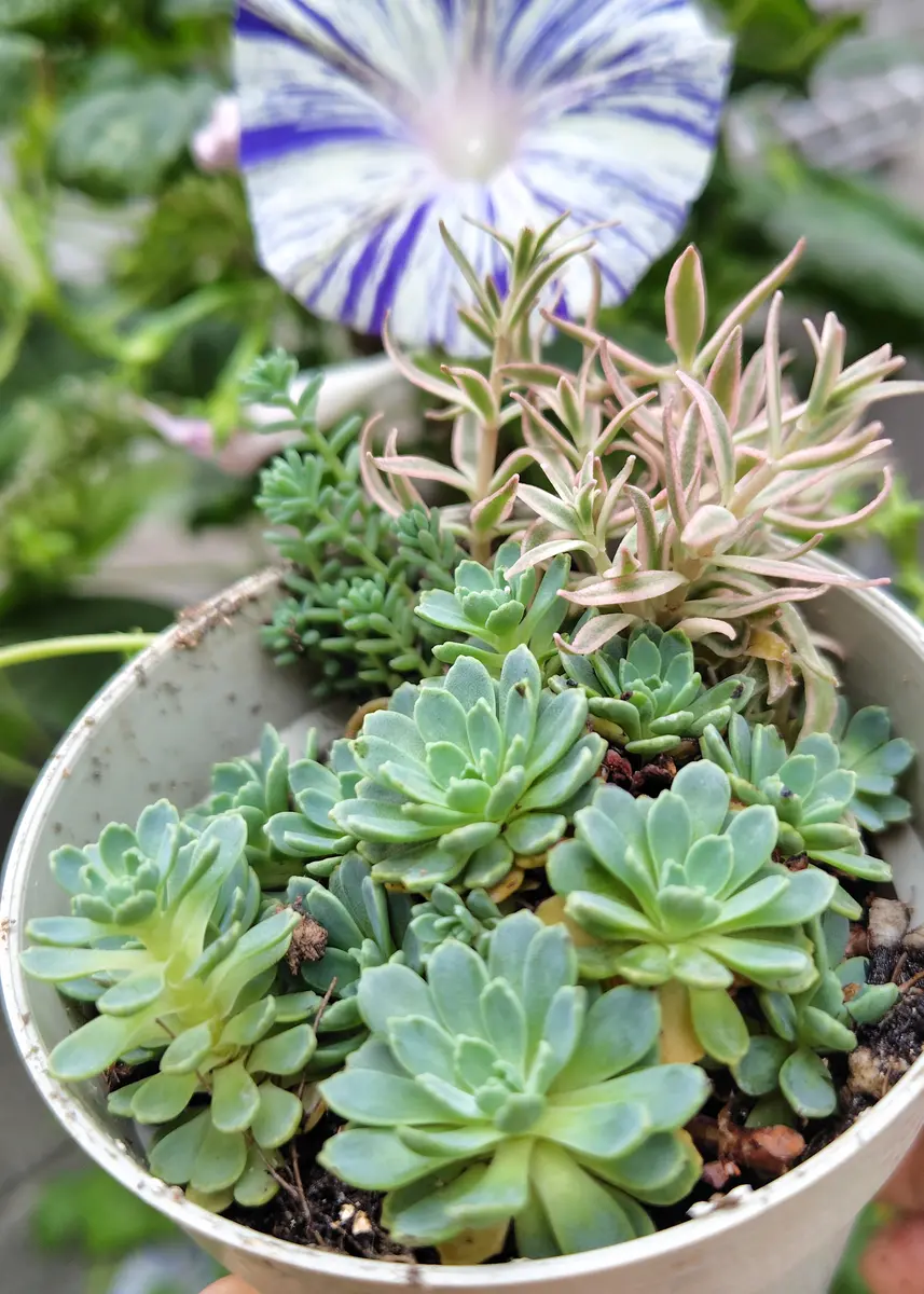 ひたすら植え替え セダム｜園芸日記byアザラシ大好き｜みんなの趣味の
