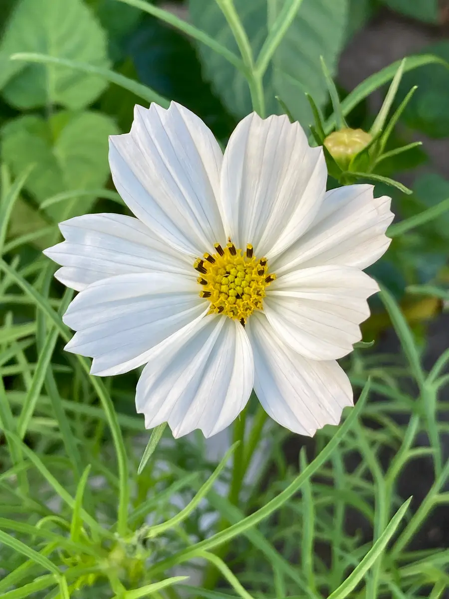 コスモス白が咲きました｜園芸日記byリンチャムジェイ｜みんなの趣味の