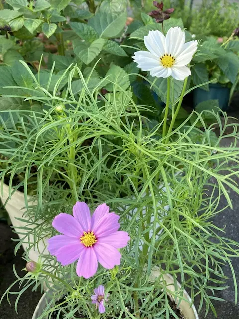 コスモス白が咲きました｜園芸日記byリンチャムジェイ｜みんなの趣味の