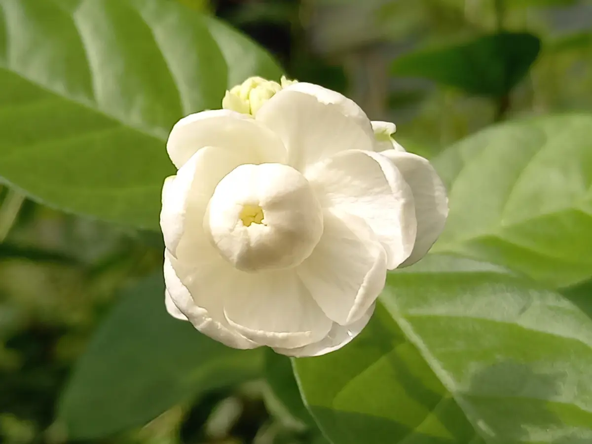 白い花｜園芸日記byこんちゃん｜みんなの趣味の園芸｜1383814