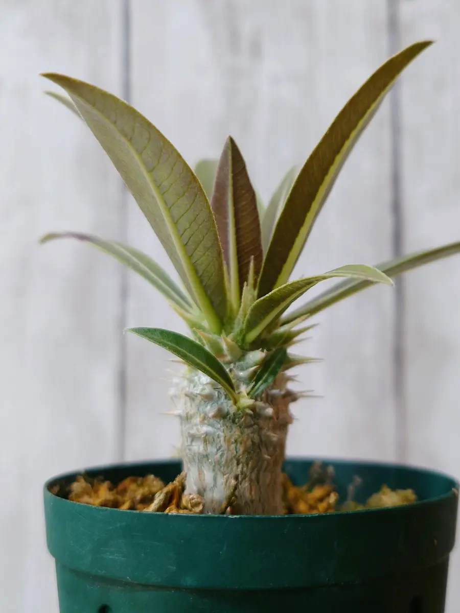 ※直接引き取り限定 超特大 パキポディウム マカイエンセ 当方管理8年程 直接引き取り限定 超特大 パキポディウム マカイエンセ 当方管理8年程