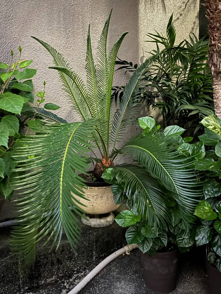 サイカスレボルタの日記一覧|KUNI.さんの園芸日記-みんなの趣味の園芸