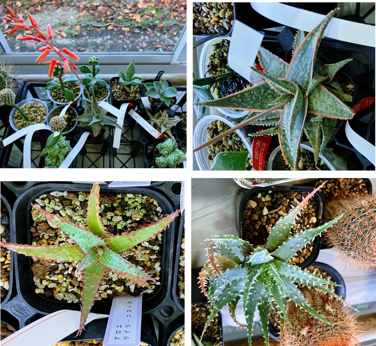 女神様と行く島根花の郷『サボテン・多肉植物展2025』｜園芸日記