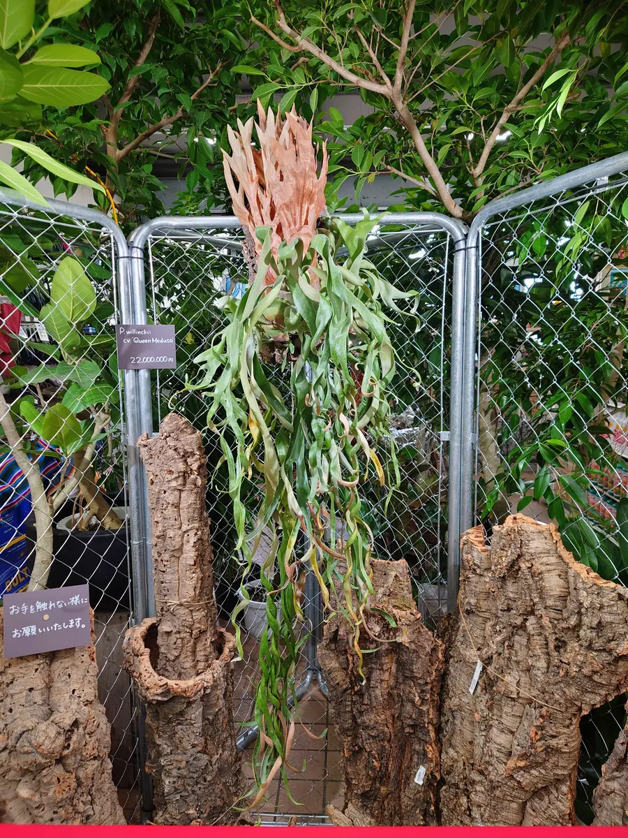 ビカクシダ・ベイチー・ワイルド・vp#17・スポアさん、ようこそ