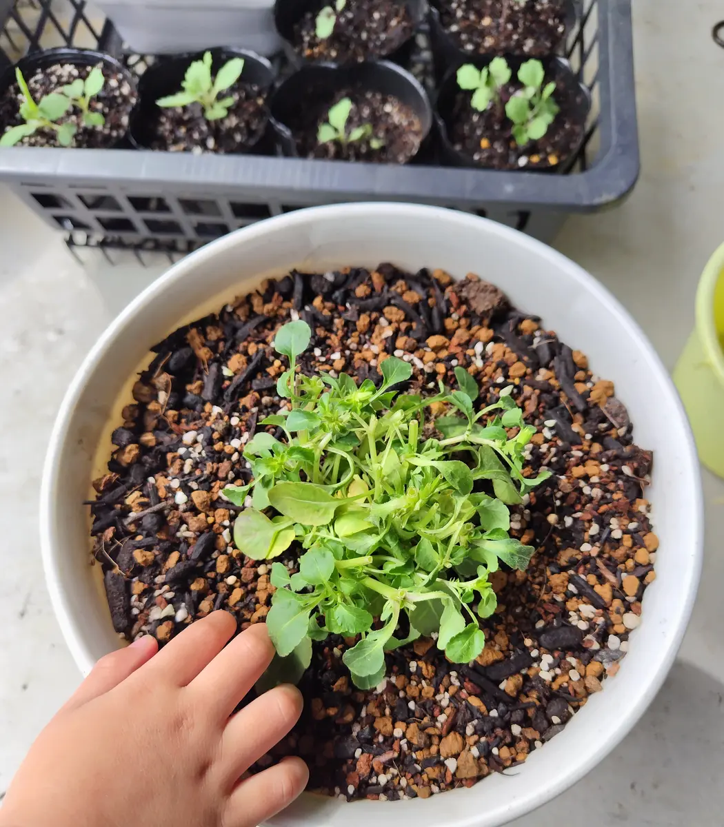98円ビオラ苗｜園芸日記byあちゃいろ｜みんなの趣味の園芸｜1384334