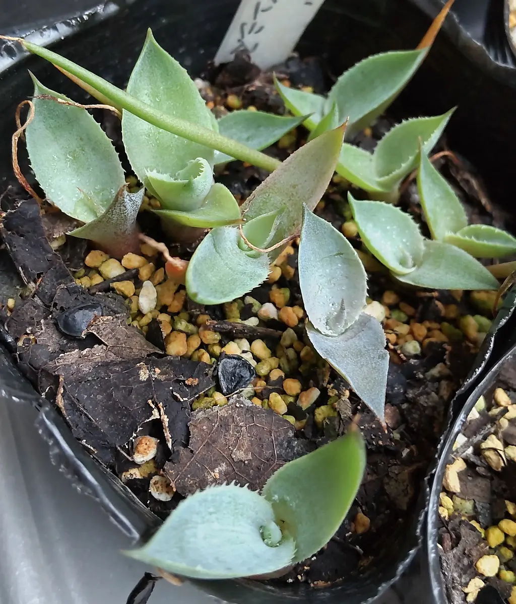 アガベの花」 MATSURI｜園芸日記by蒙古斑｜みんなの趣味の園芸｜1384646