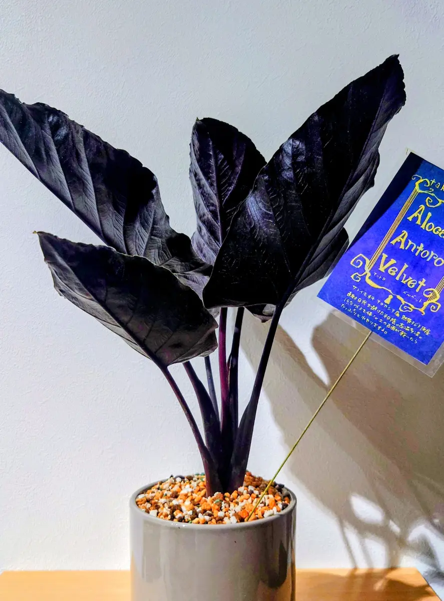横浜遠征🚗³₃(第3話)アロカシア・アントロベルベット🌿｜園芸日記by
