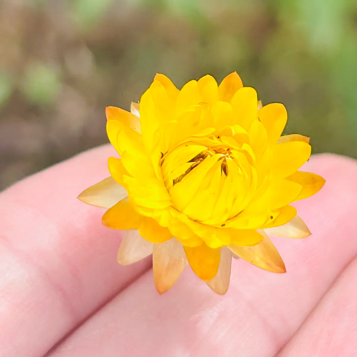 貝細工 ヘリクリサム 40個 No.98 楽天市場】ドライフラワー