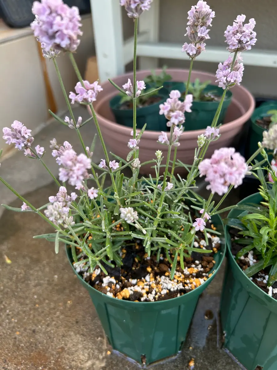 ラベンダー様専用 ラベンダー様専用 lavender様専用 ラベンダー