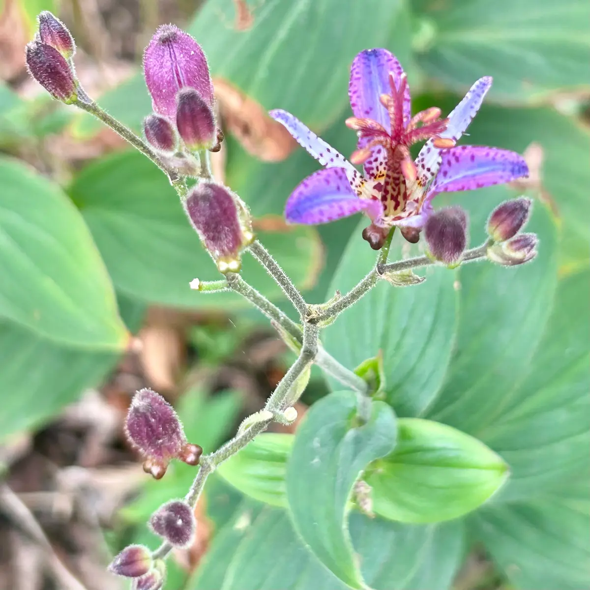 タイワンホトトギス開花🎵｜園芸日記bymasaさん｜みんなの趣味の園芸