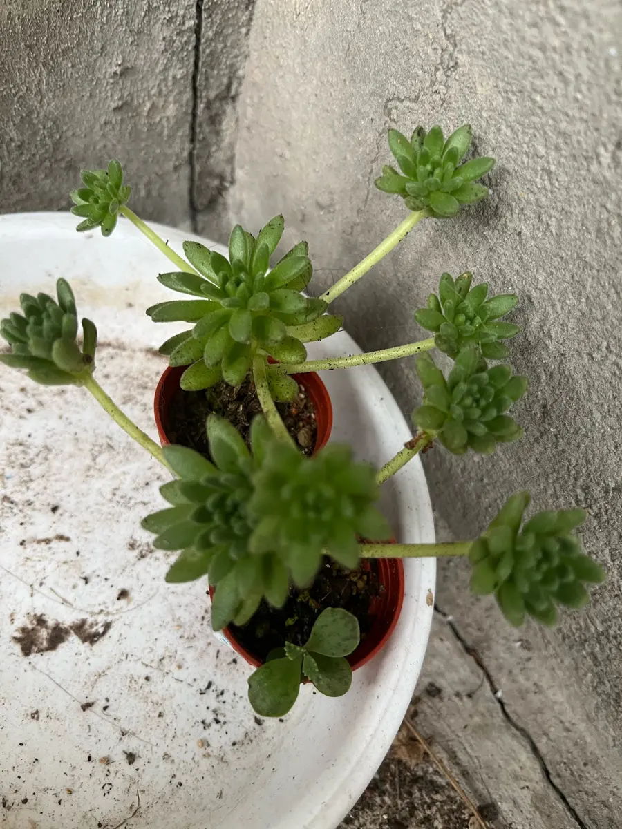 多肉達のようす、セロジネの葉芽と花芽｜園芸日記by水色の木｜みんなの