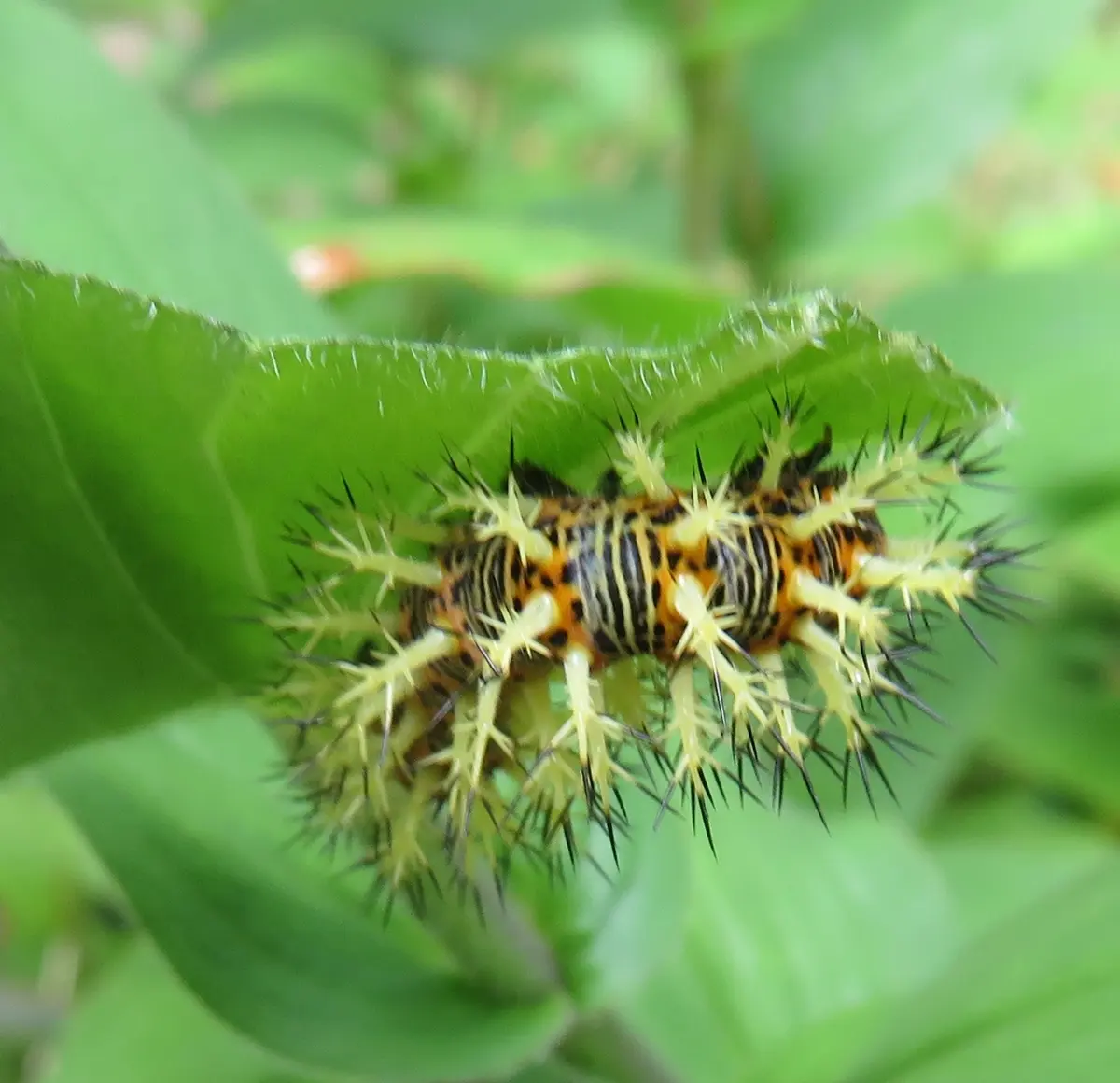 道楽花壇（番外編）表と裏が違いすぎる蝶 ルリタテハ｜園芸日記byポチ