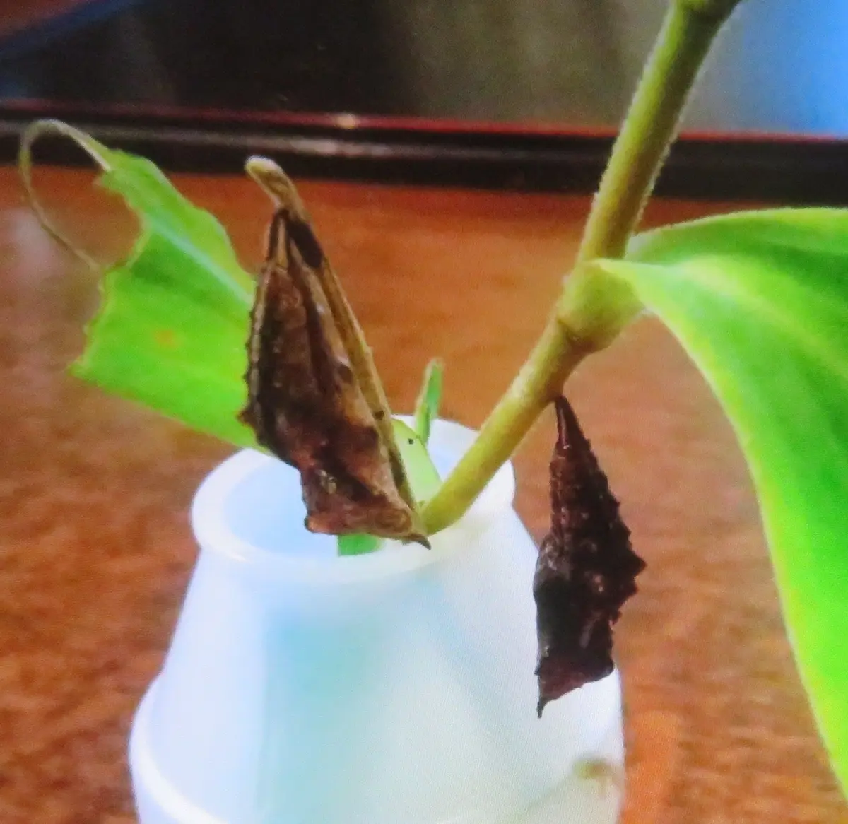 道楽花壇（番外編）表と裏が違いすぎる蝶 ルリタテハ｜園芸日記byポチ