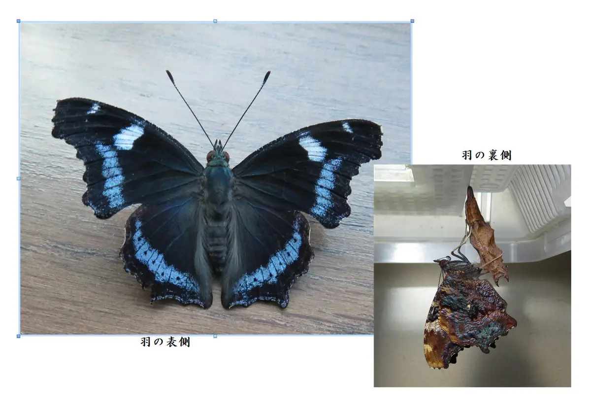 道楽花壇（番外編）表と裏が違いすぎる蝶 ルリタテハ｜園芸日記byポチ